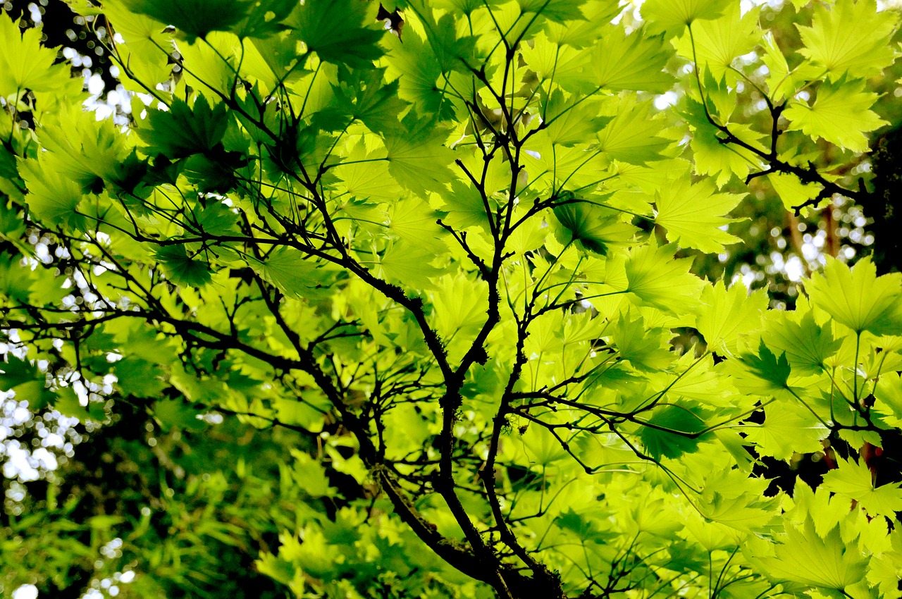 japanese maple foliage green leaves free photo