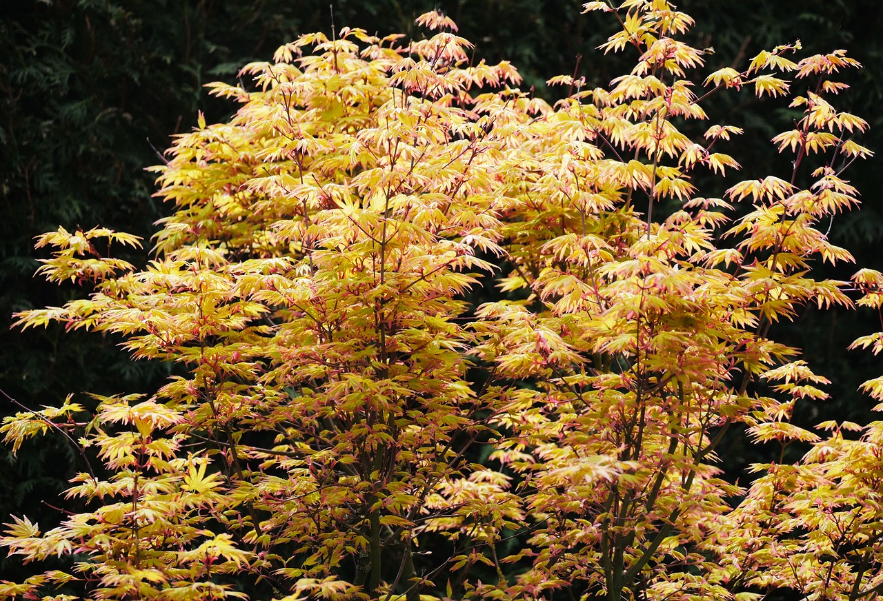 japanese maple  spring  foliation free photo