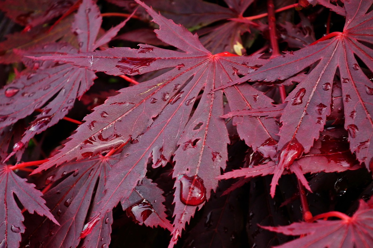 japanese maple  tree  leaf free photo