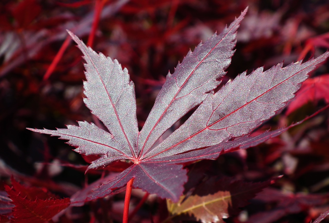 japanese maple  tree  leaf free photo