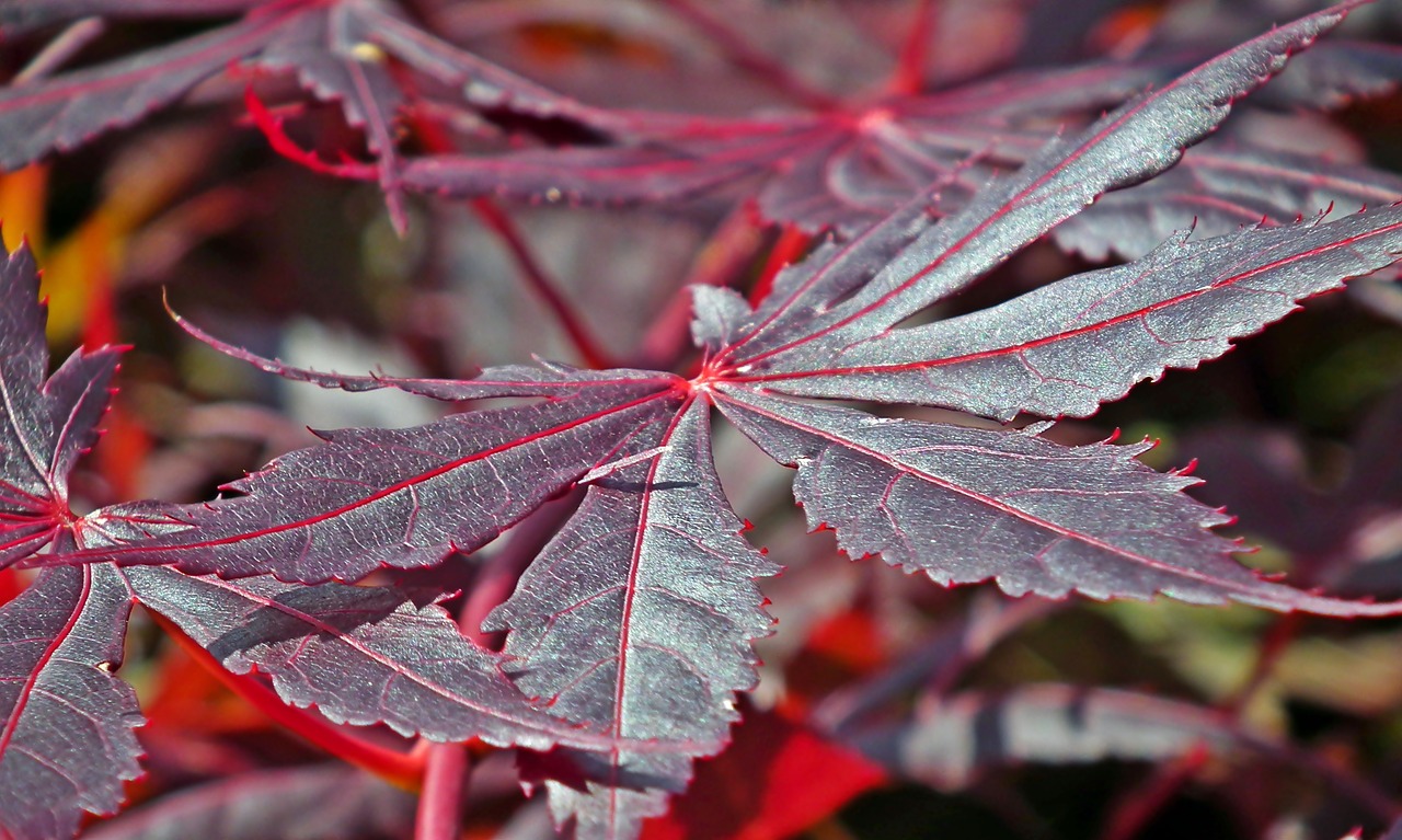 japanese maple  tree  leaf free photo