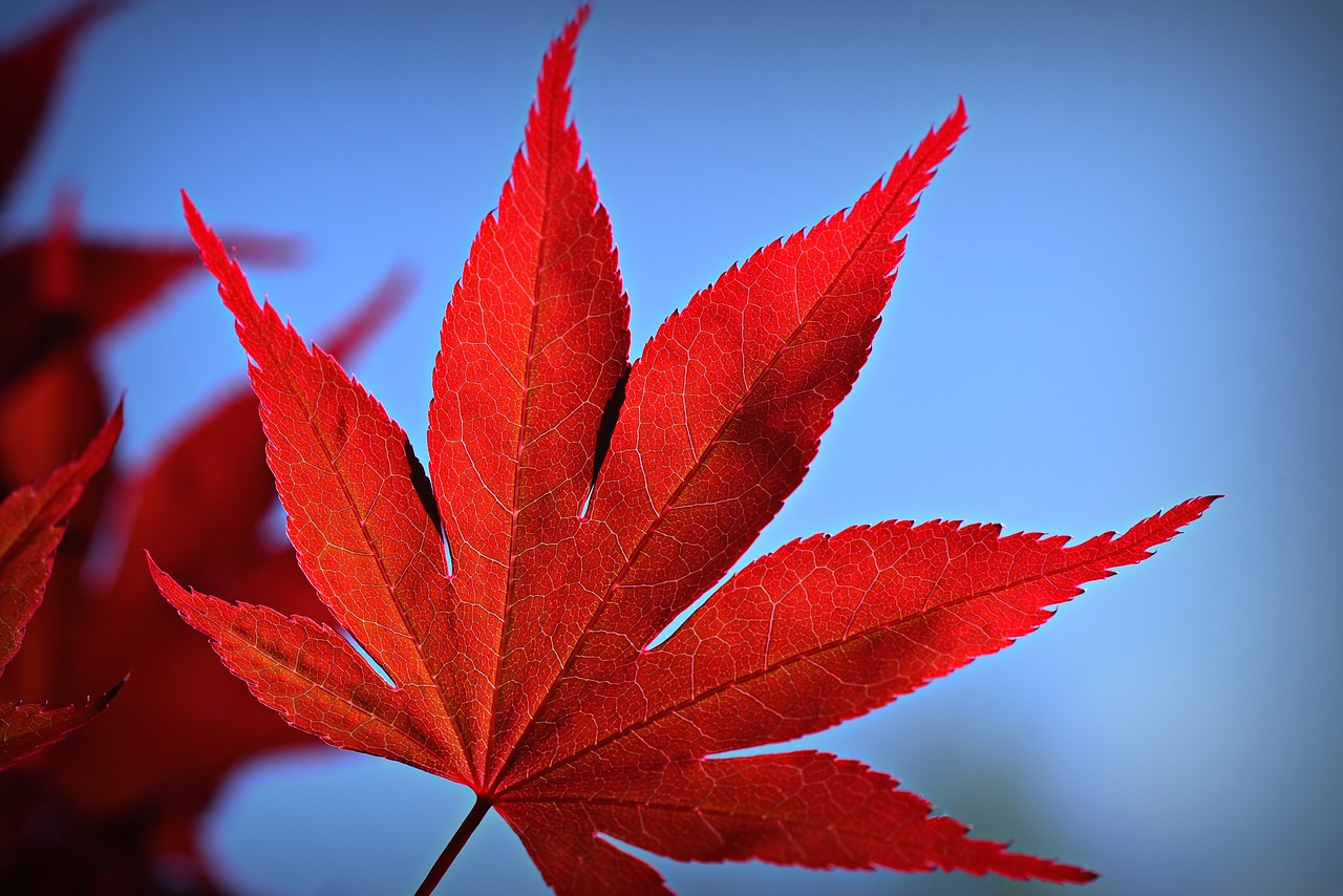 japanese maple  tree  leaf free photo