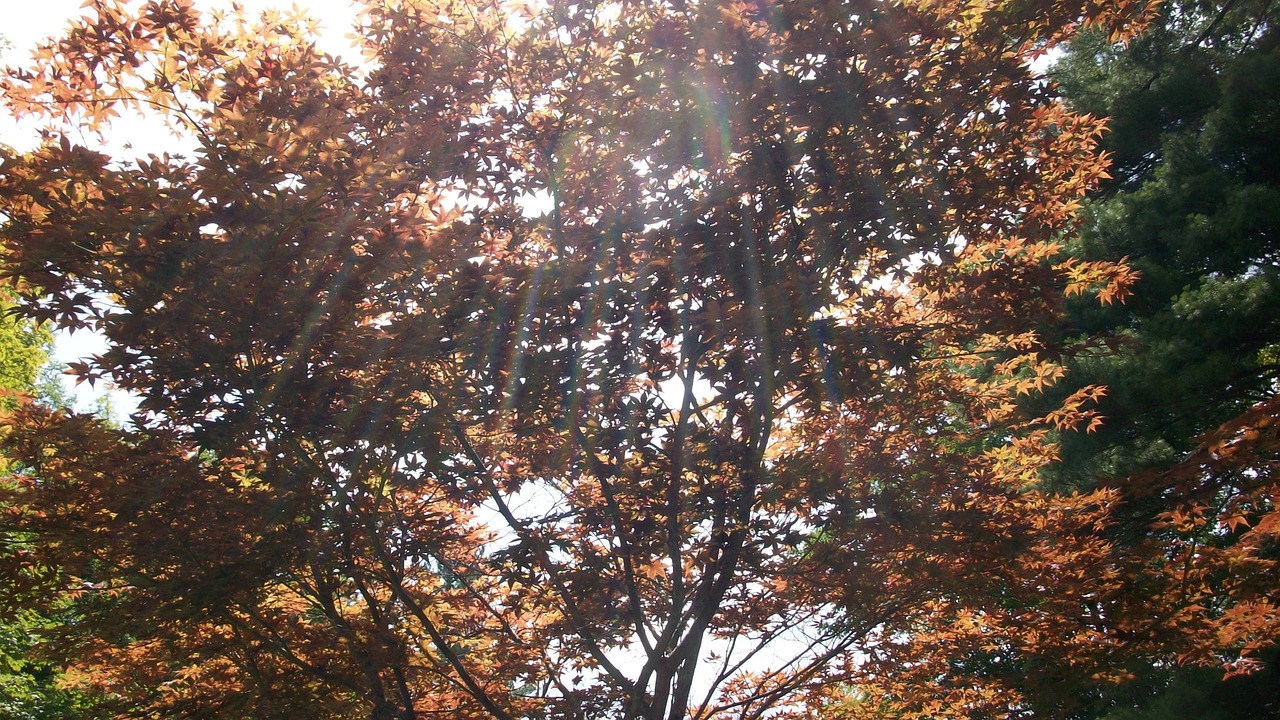 japanese maple maple nature free photo
