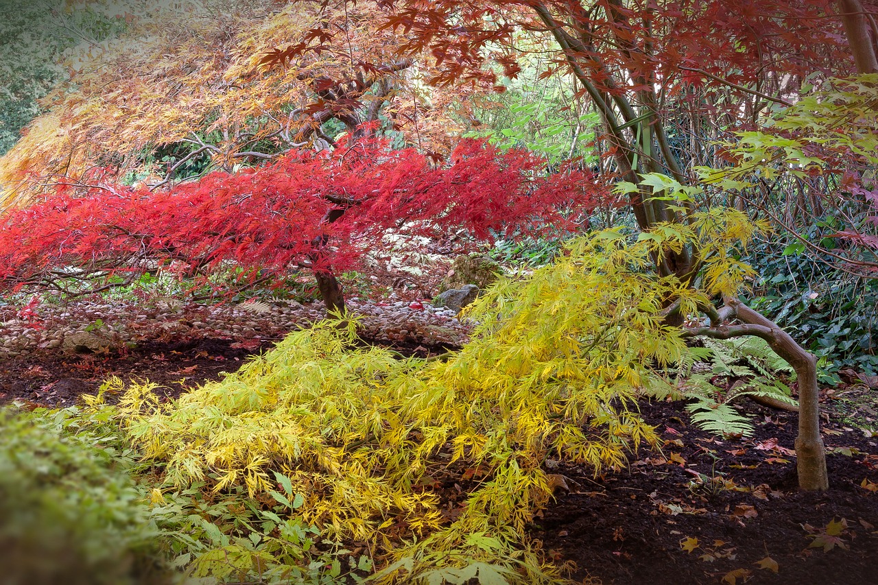 japanese maple acer japonicum do bergs fan-maple free photo
