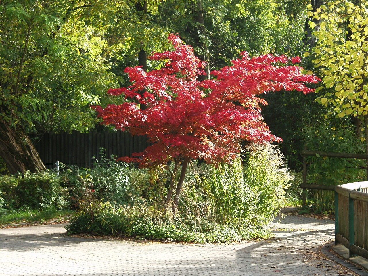 japanese maple tree fall foliage free photo