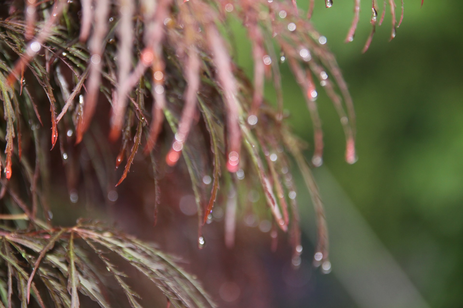 japanese maple graceful droops free photo