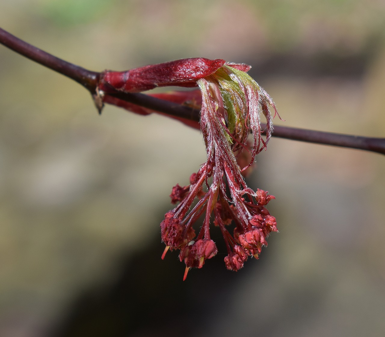 japanese maple flowers tree flower free photo