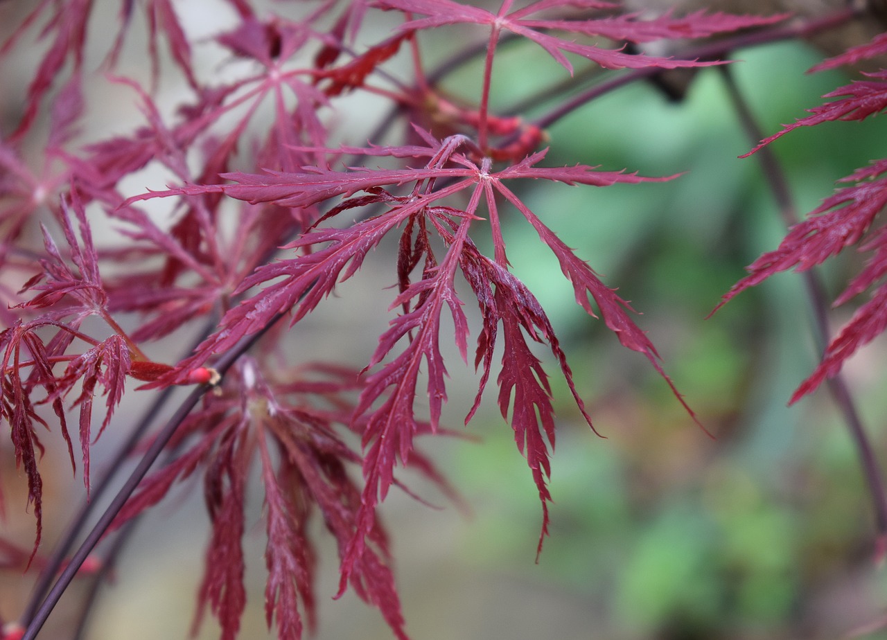 japanese maple leaves forming tree free photo