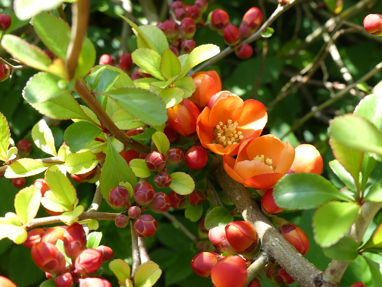 japanese ornamental quince ornamental shrub flowers free photo