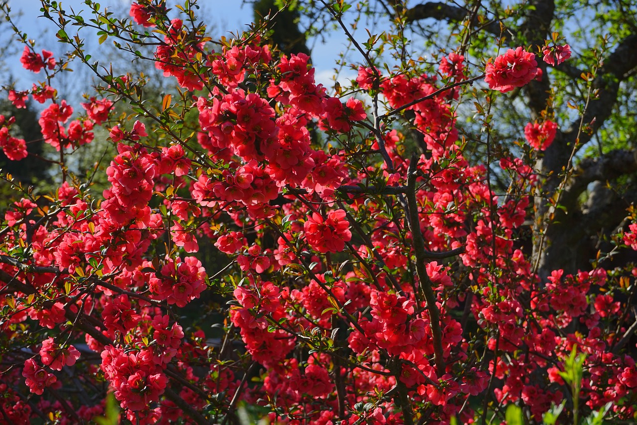 japanese ornamental quince bush blütenmeer free photo