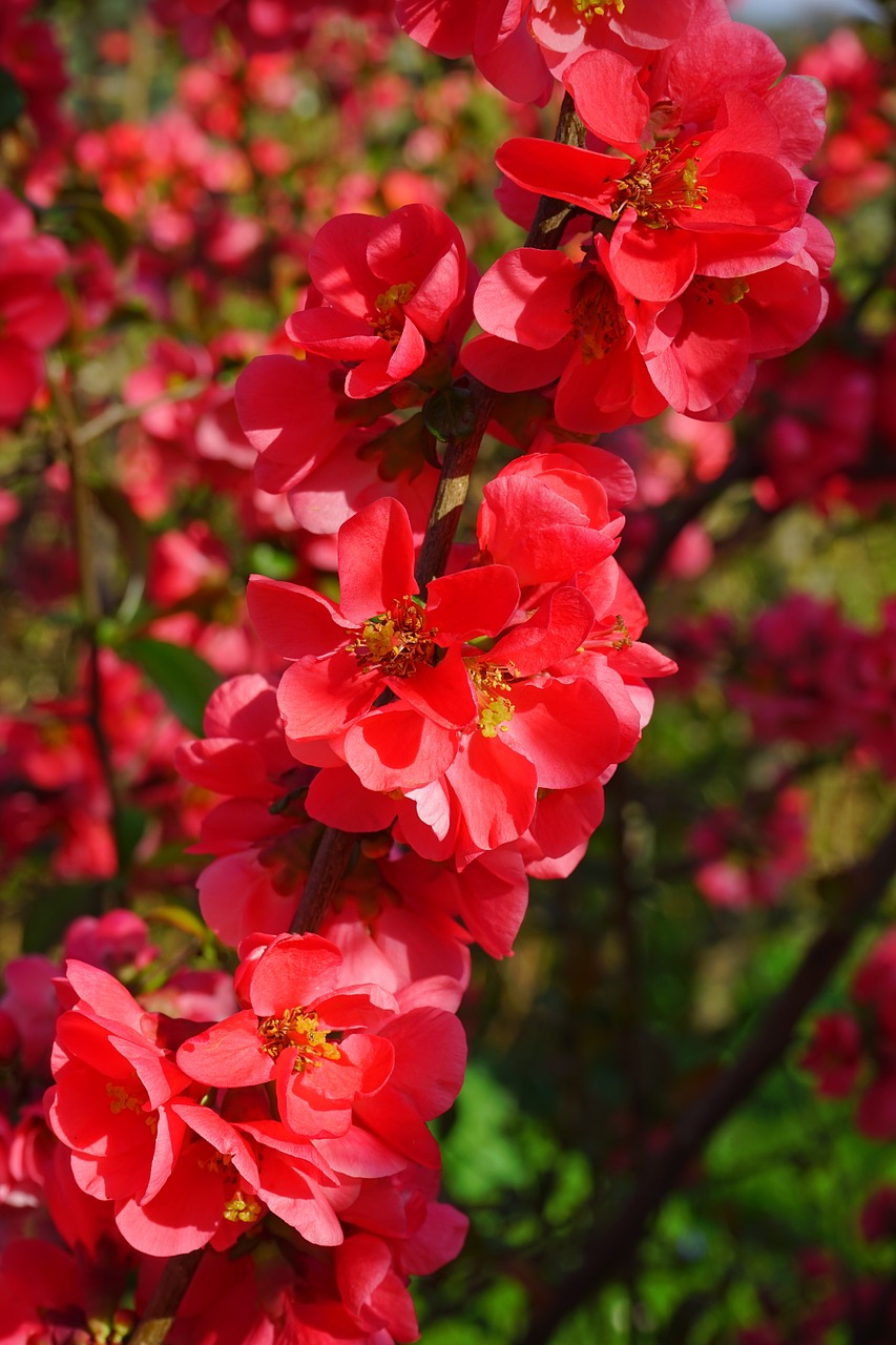 japanese ornamental quince flowers red free photo