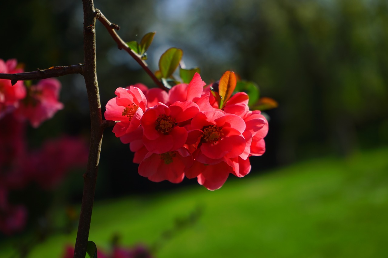 japanese ornamental quince flowers red free photo