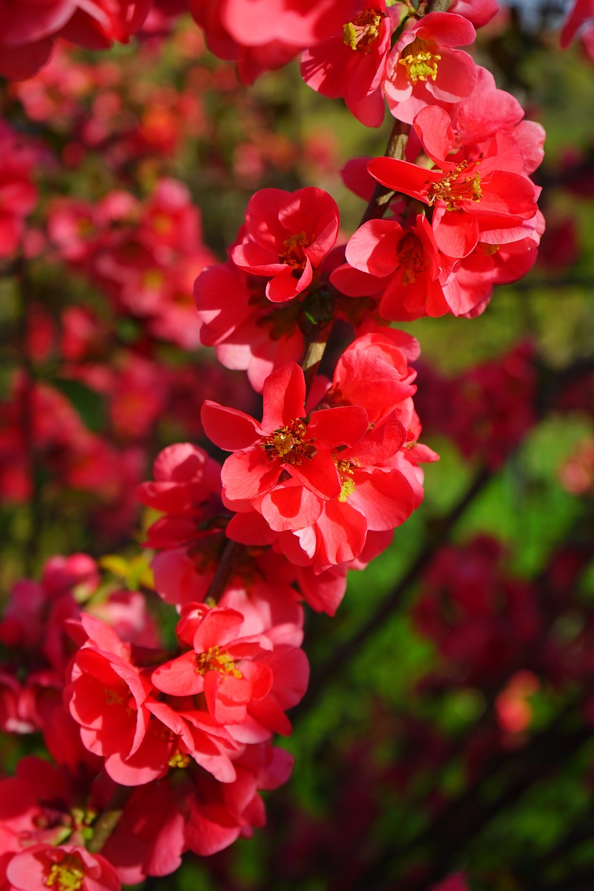 japanese ornamental quince flowers branch free photo