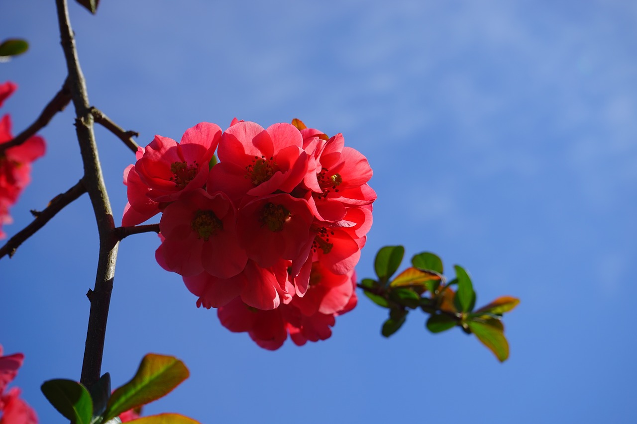 japanese ornamental quince flowers red free photo