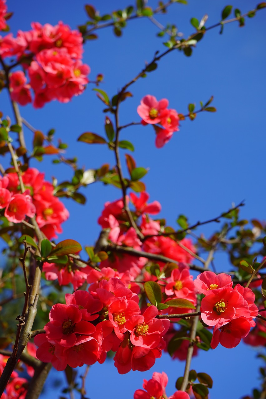 japanese ornamental quince flowers red free photo