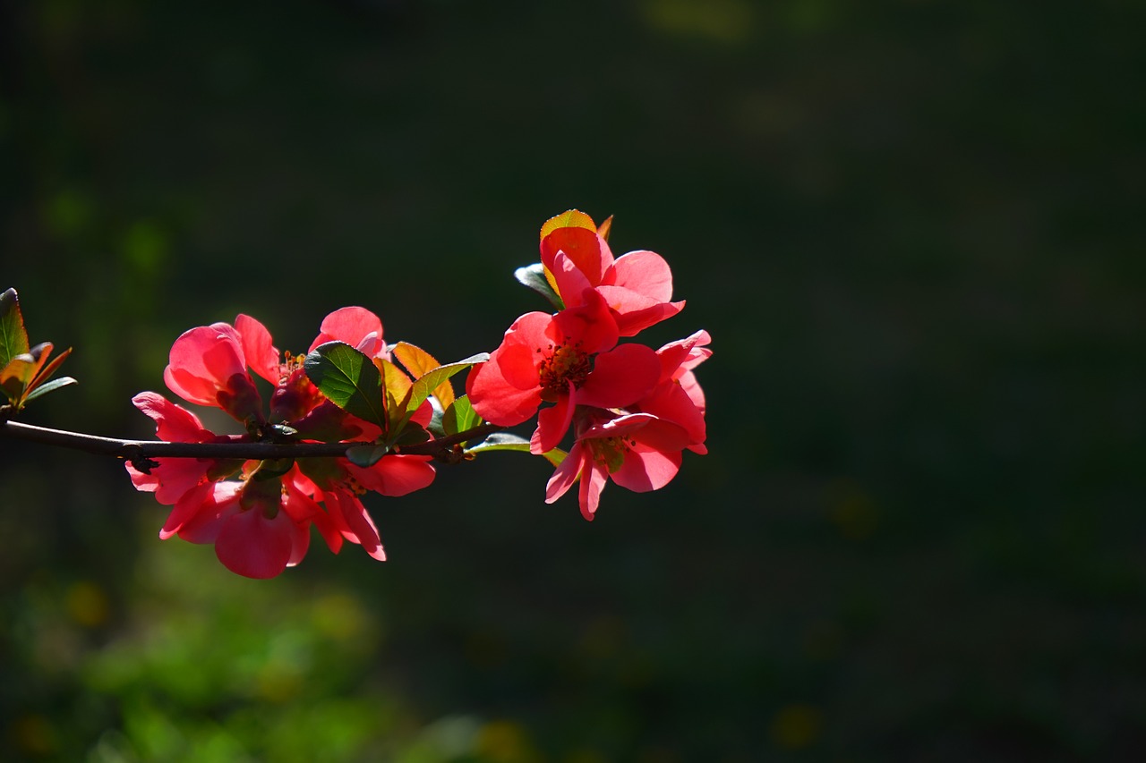 japanese ornamental quince flowers red free photo