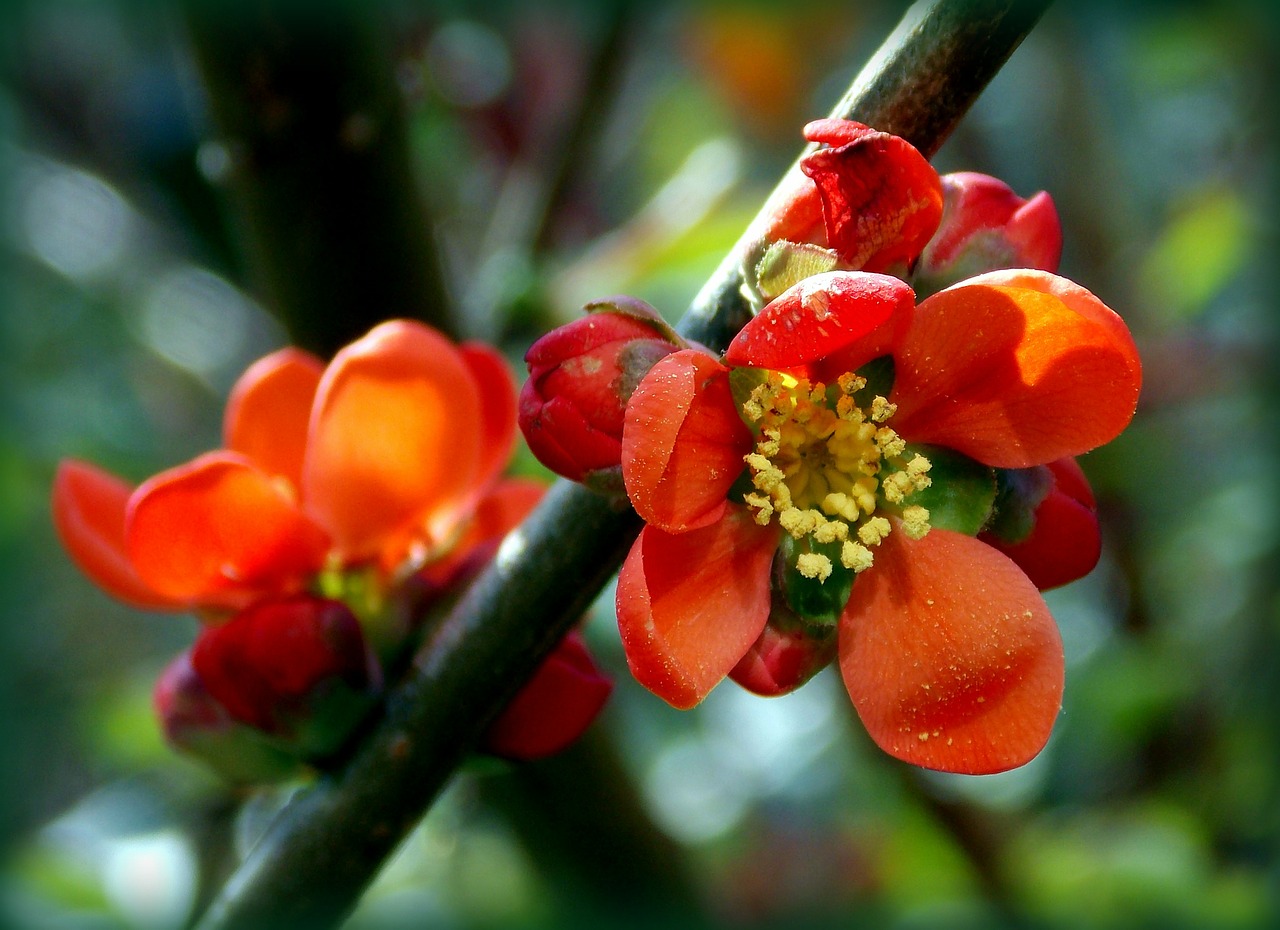 japanese ornamental quince ornamental quince rose greenhouse free photo