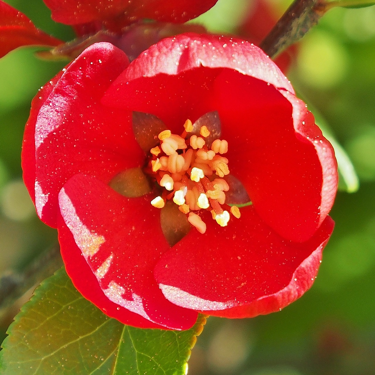 japanese ornamental quince  chaenomeles  red flower free photo