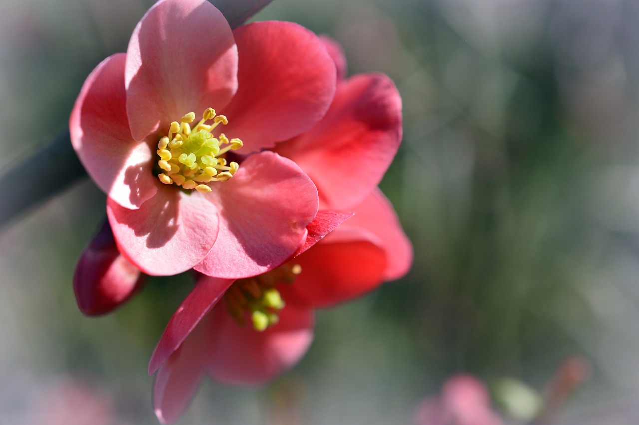 japanese ornamental quince  ornamental quince  chaenomeles free photo