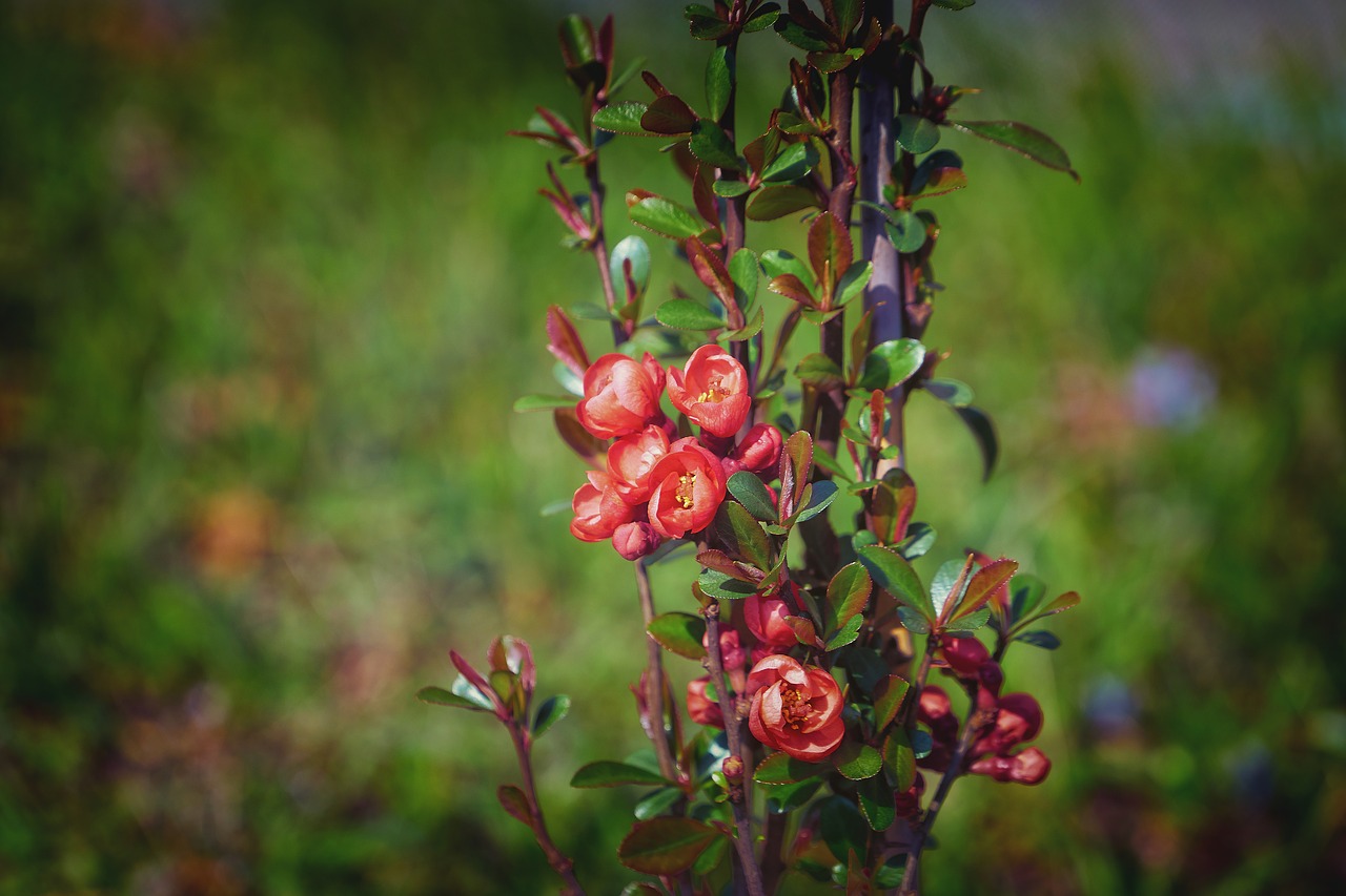 japanese ornamental quince  bill quince  roses free photo