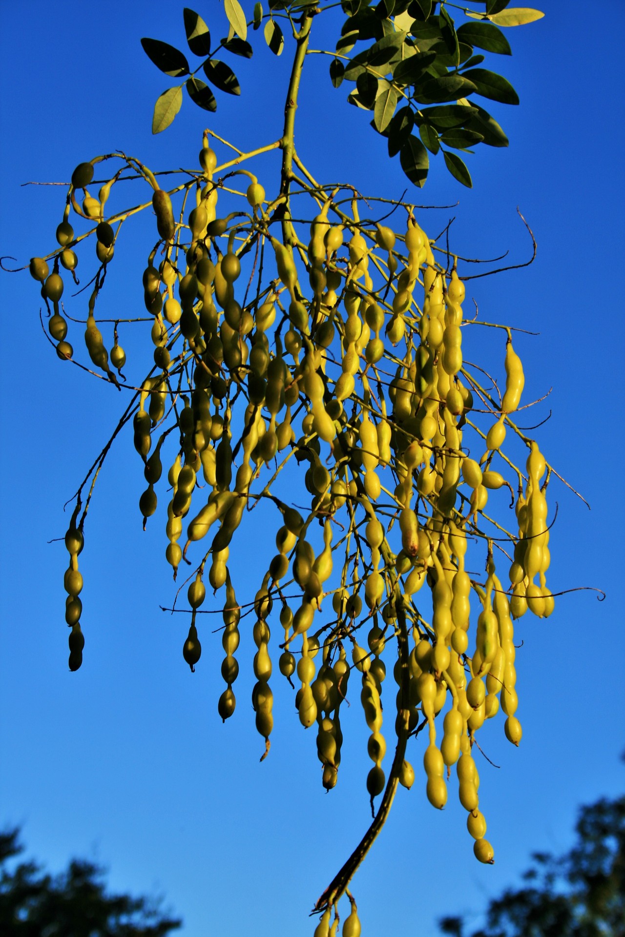 tree seeds yellow free photo