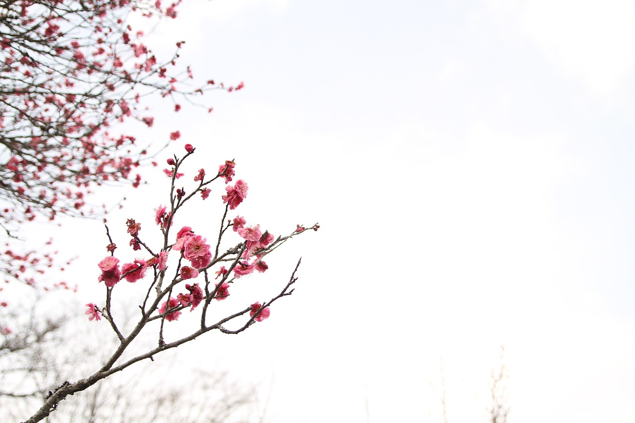 japanese peace park march plum blossom free photo