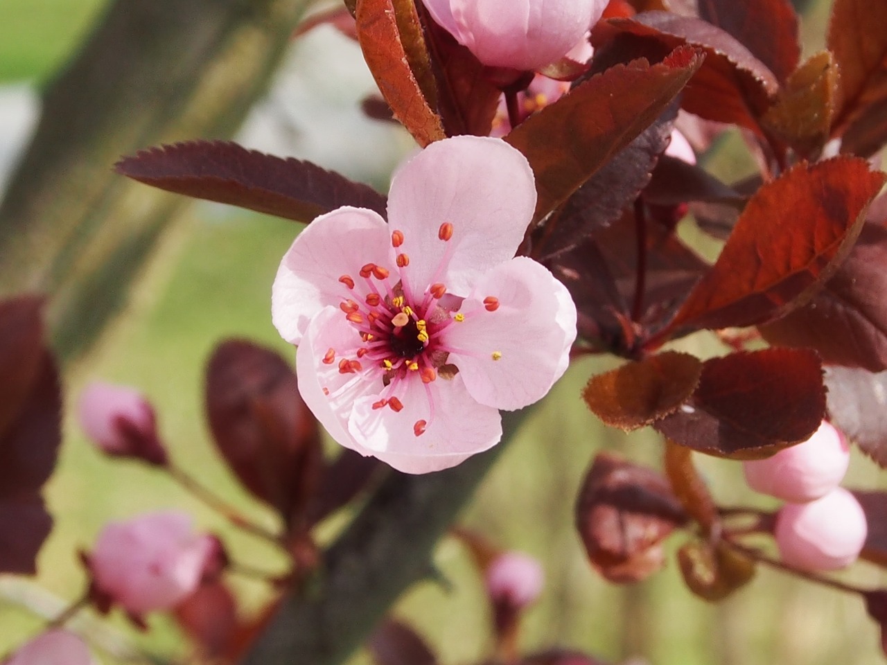 japanese plum spring blossom free photo
