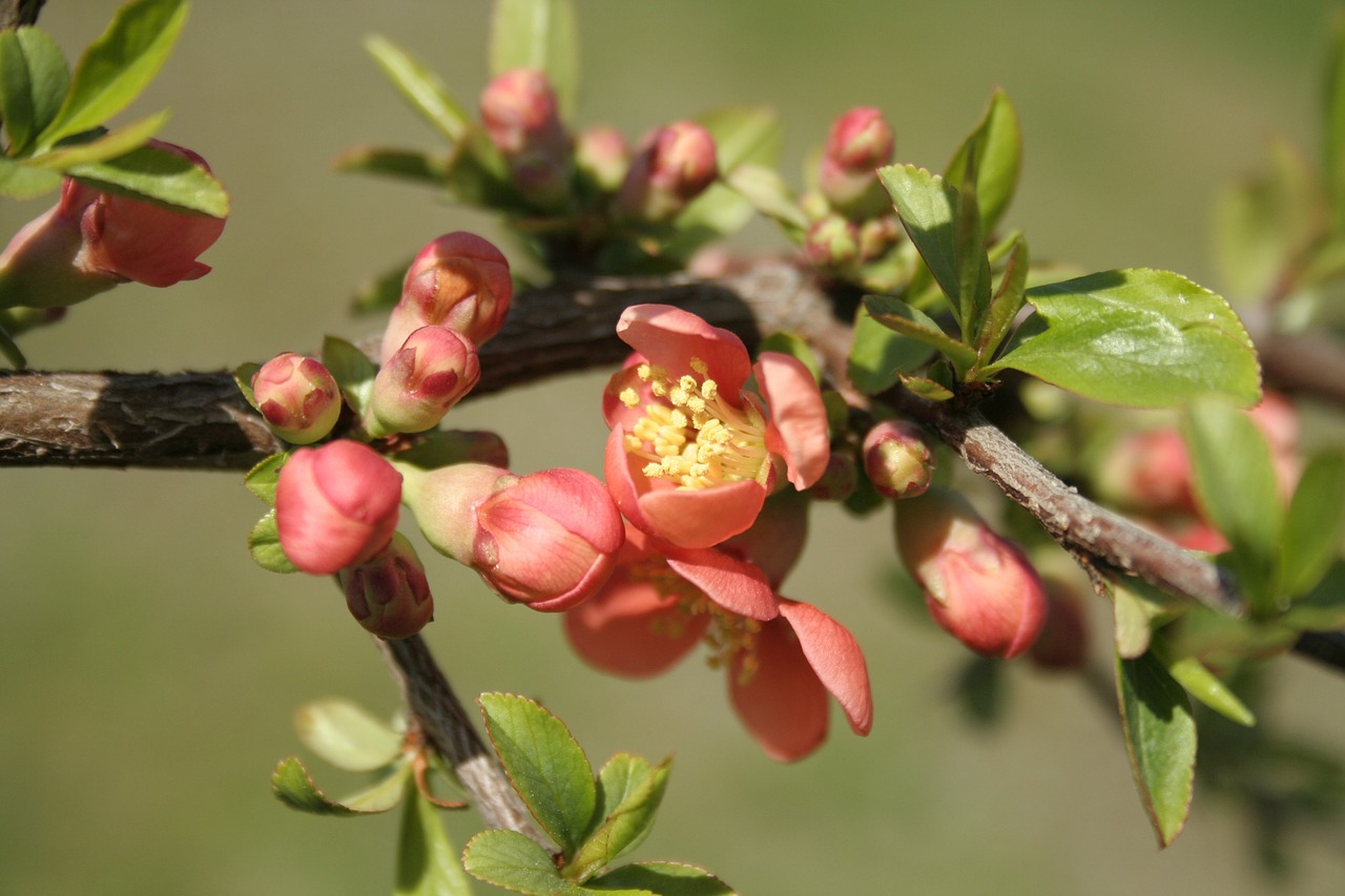 japanese quince flower nature free photo