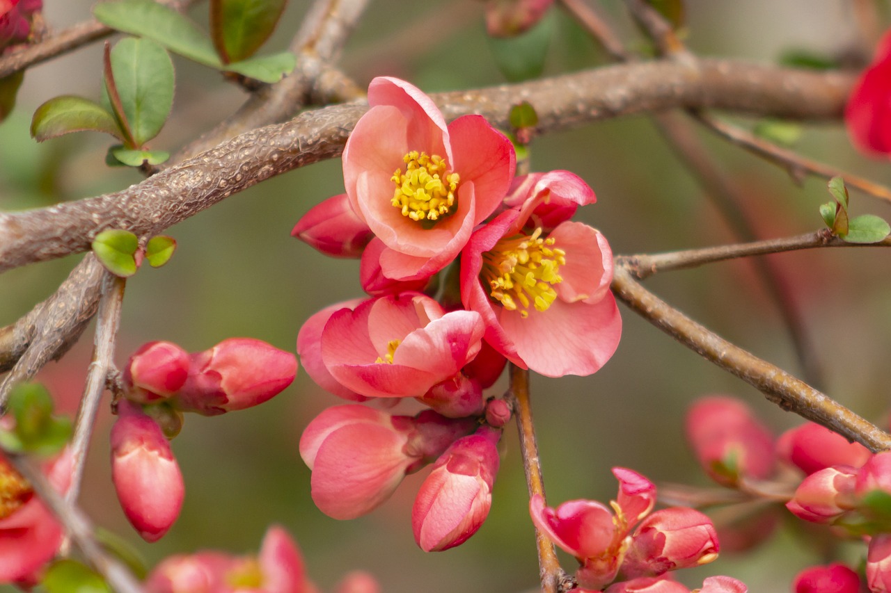 japanese quince  flower  shrub free photo