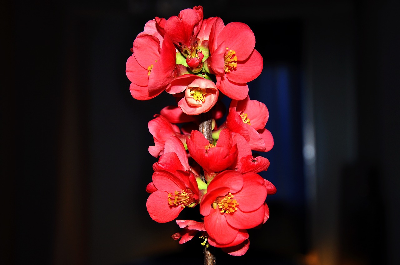 japanese quince spring red free photo