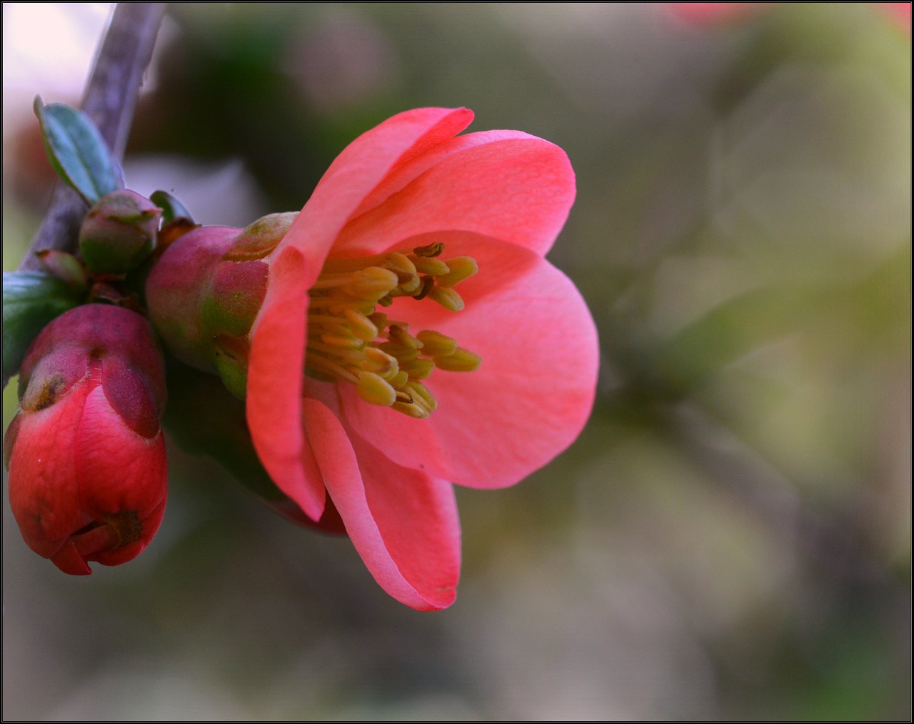 japanese quince flower spring free photo