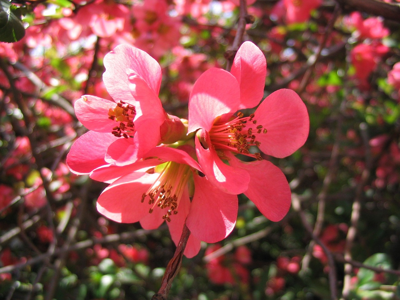 japanese quince bloom bush free photo