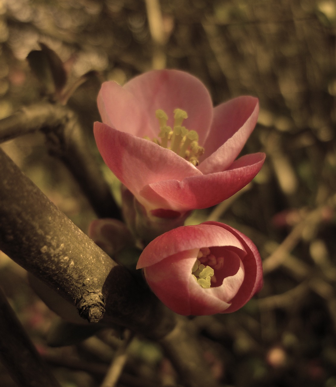 japanese quince bush bloom free photo