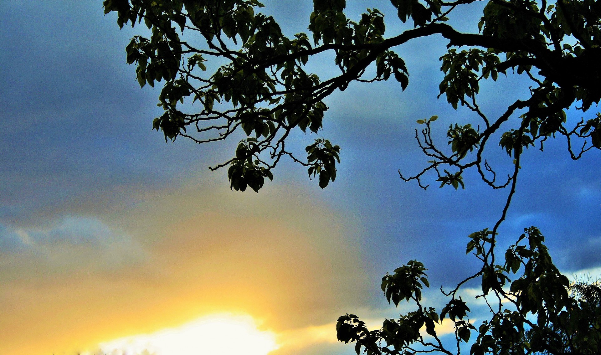 tree sunset soft free photo