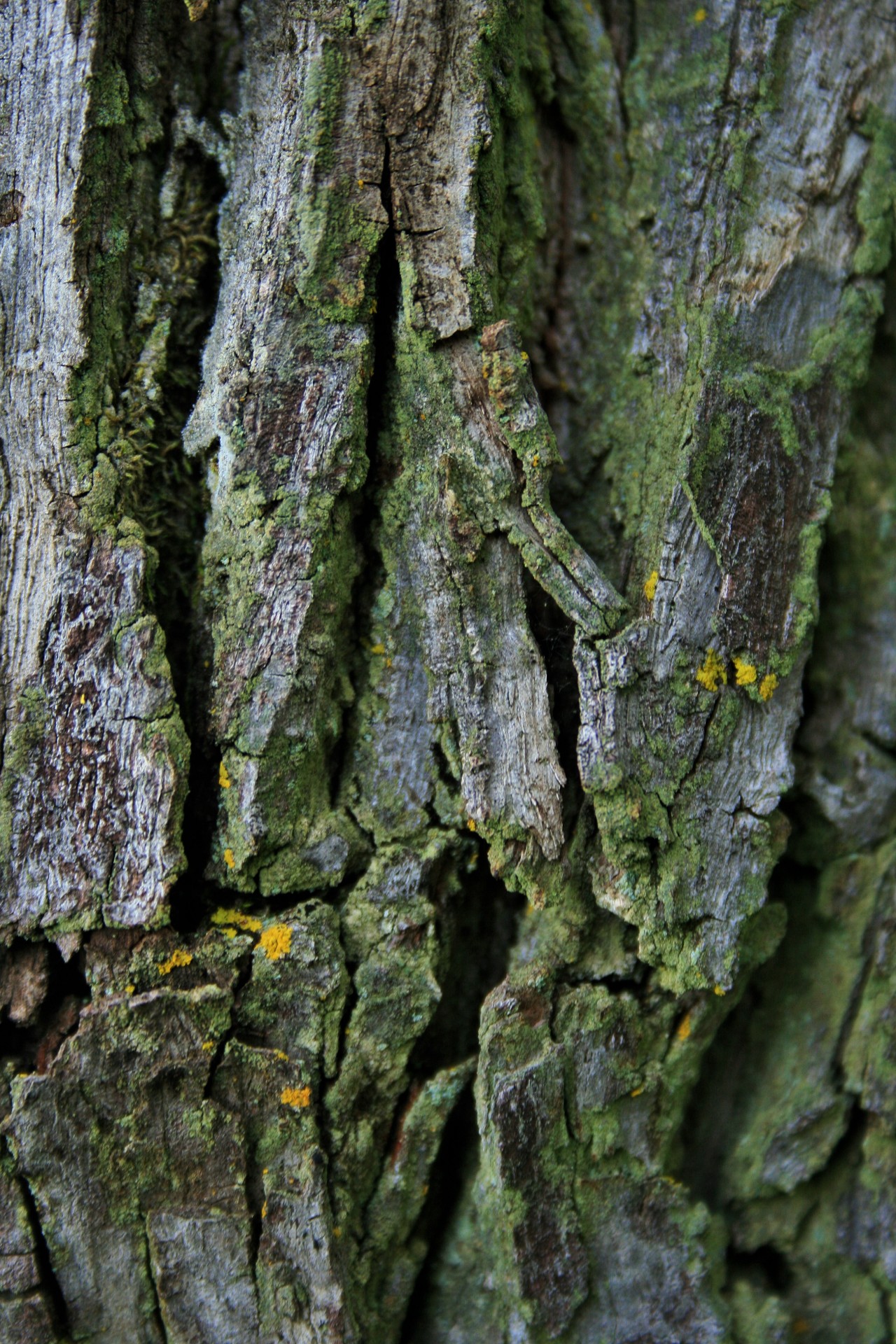 bark rough textured free photo