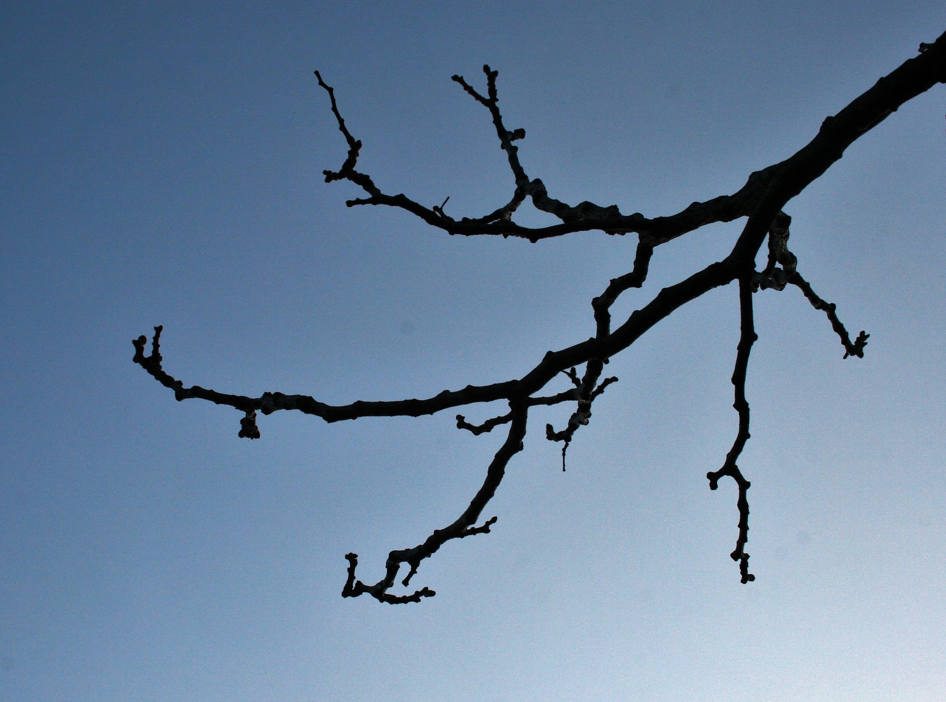 branches stylish black free photo
