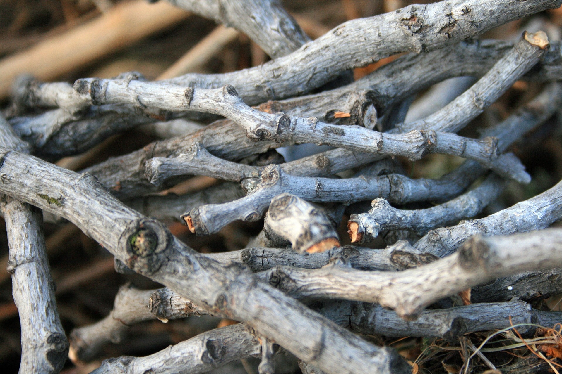 twigs branches pieces free photo