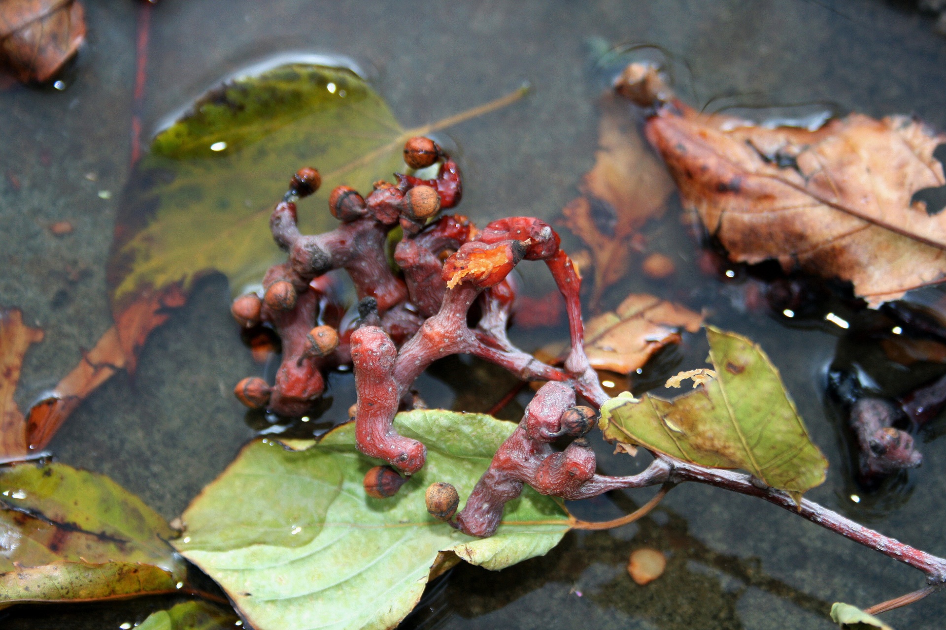 fruit raisin exotic free photo