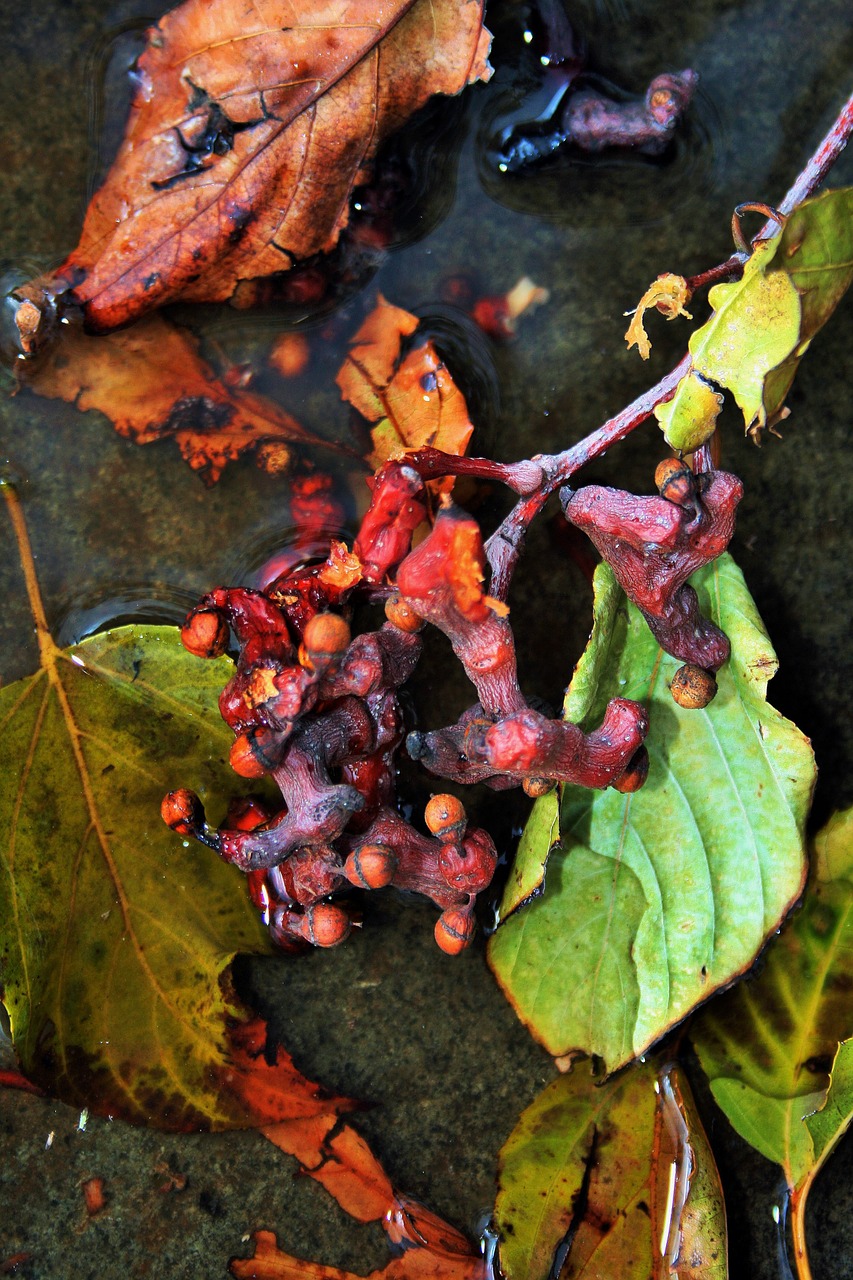japanese raisins fruit leaves free photo