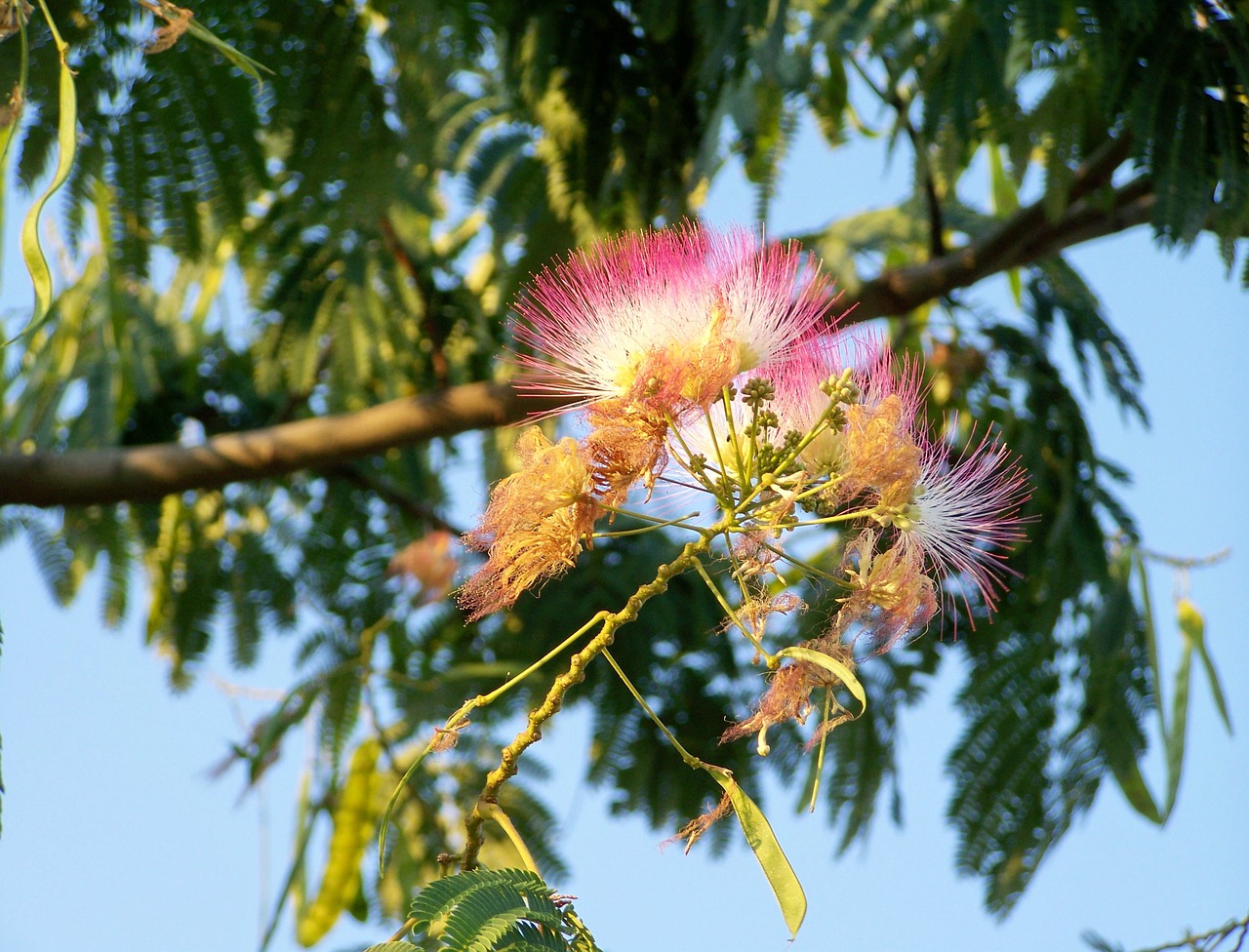 japanese selyemakác  mimózafa  plant free photo