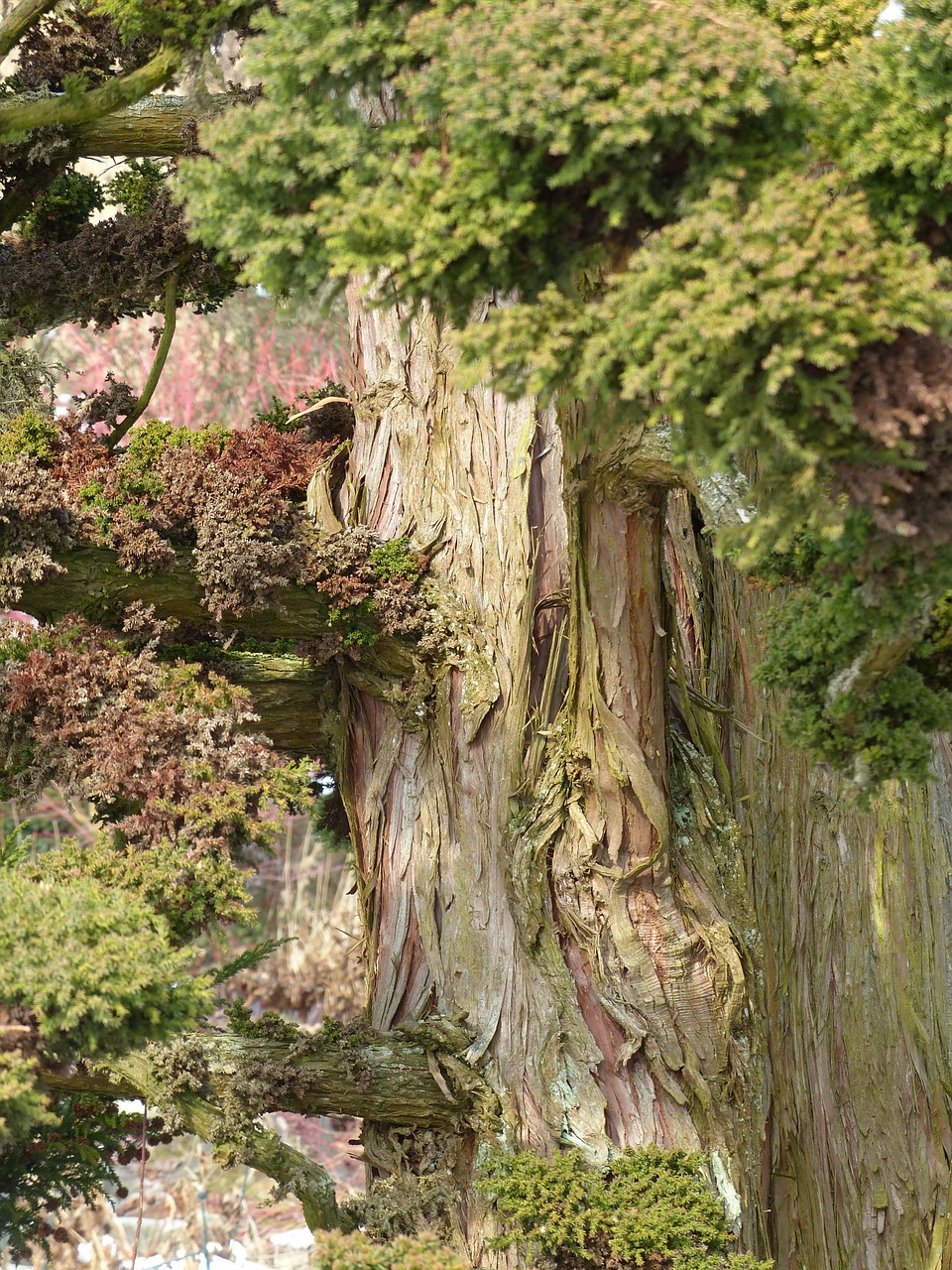 japanese sicheltanne cryptomeria japonica bandai sugi free photo