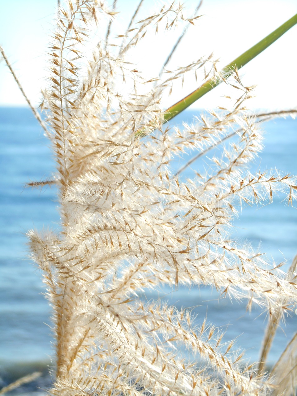 japanese silver grass autumn natural free photo