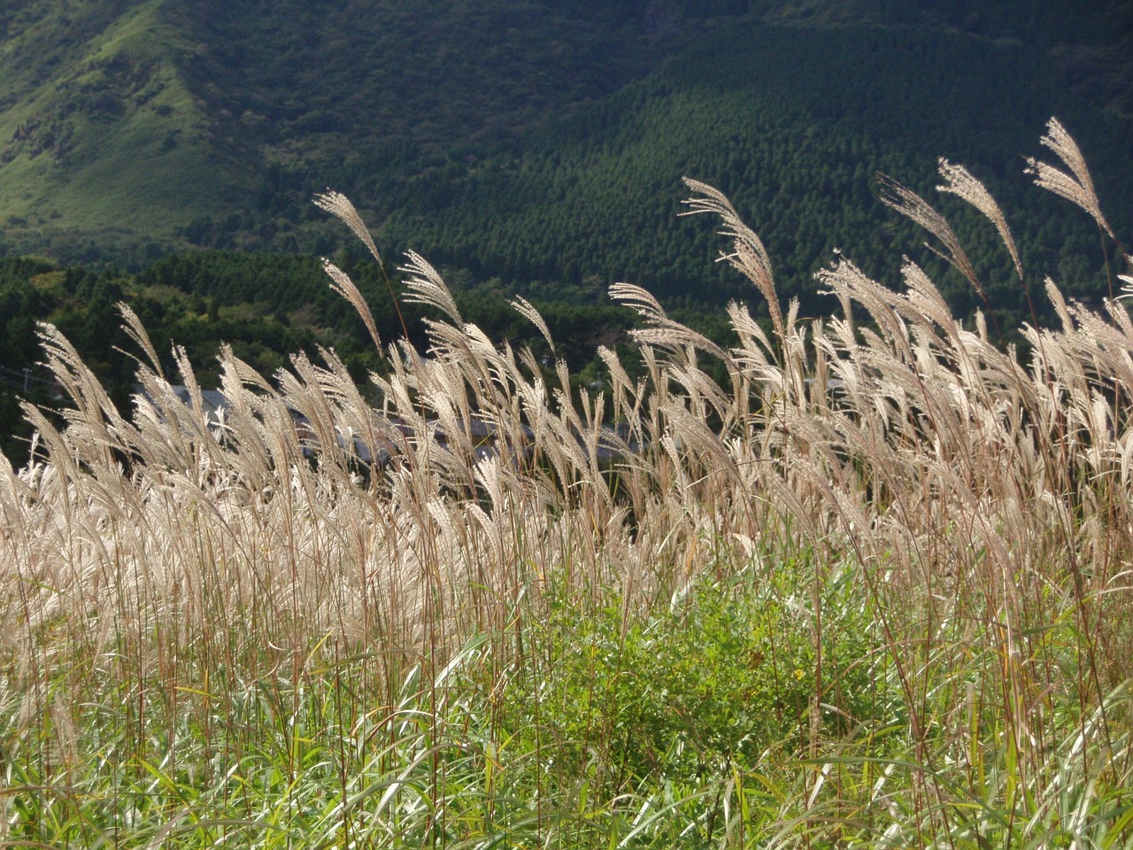 japanese silver grass autumn mountain free photo