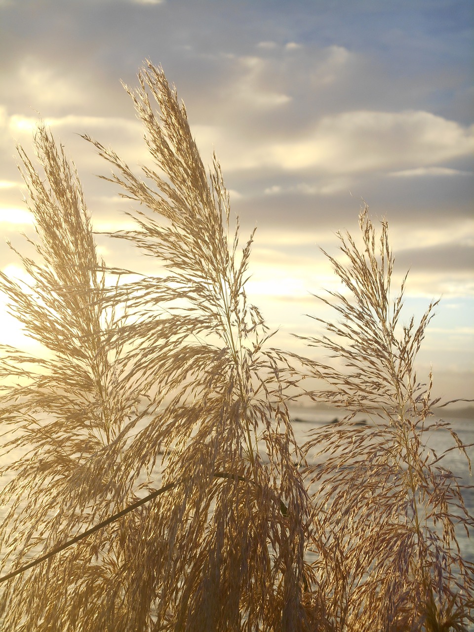 japanese silver grass sunset at dusk free photo