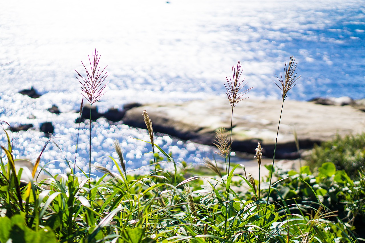 japanese silver grass plant grass free photo