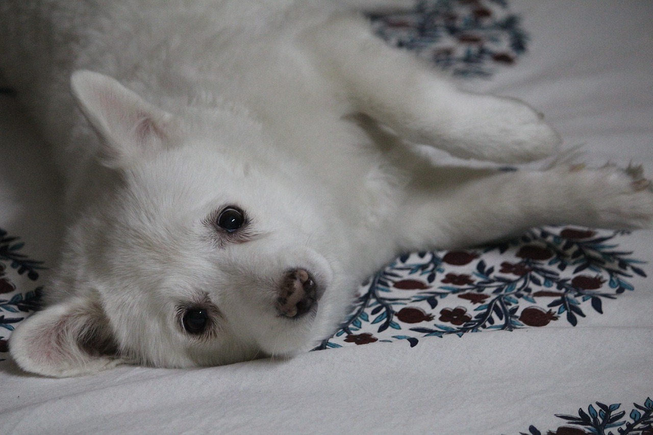 japanese spitz canis lupus familiaris dog free photo