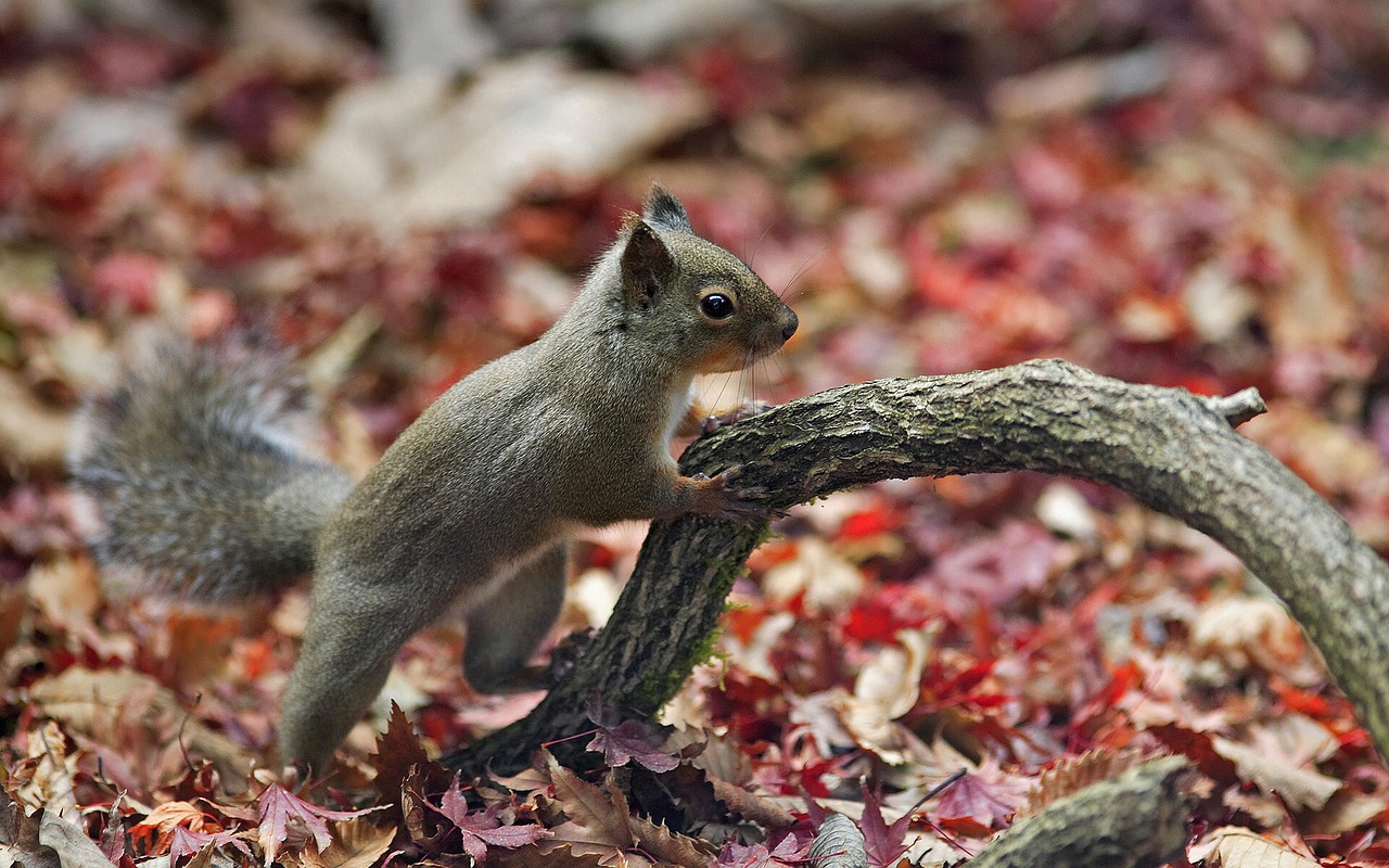 japanese squirrel squirrel sciurus lis free photo