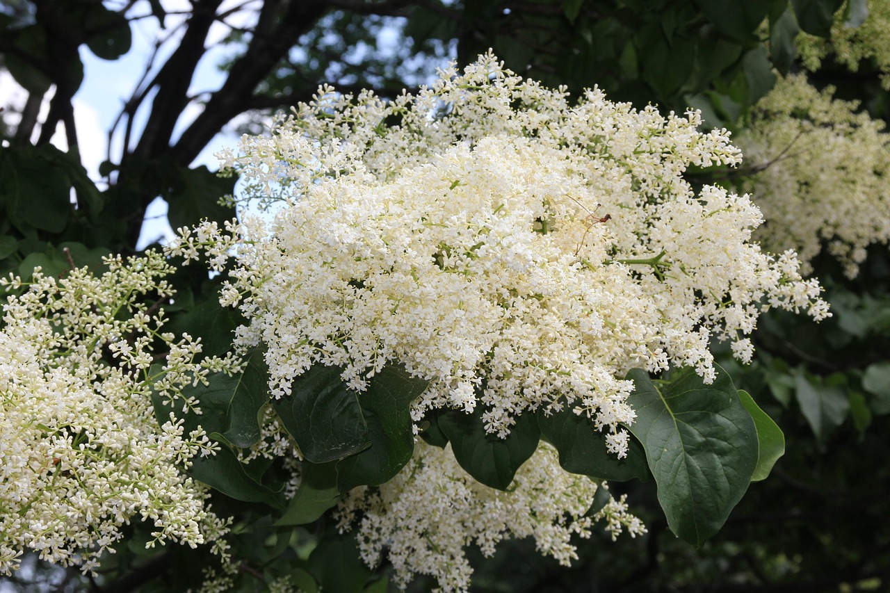 japanese tree lilac tree flowers tree free photo