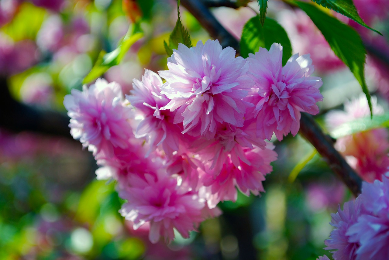 japaninsche cherry cherry flowers free photo