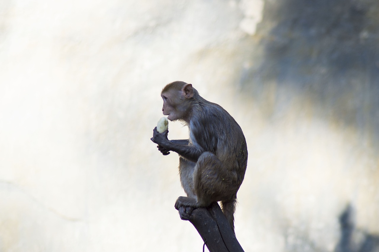 japanmakake monkey makake free photo